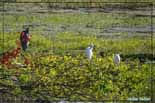 Aigrette garzette